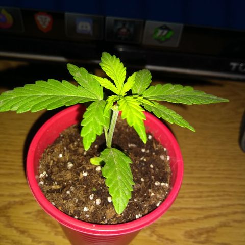 God Killa growlog timeline photo