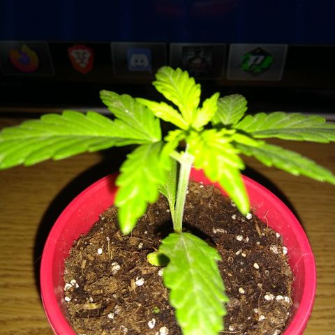 God Killa growlog timeline photo