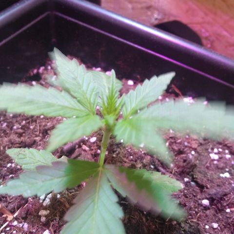 God Killa growlog timeline photo