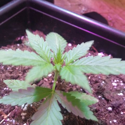 God Killa growlog timeline photo