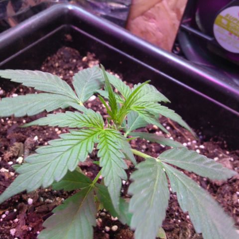 God Killa growlog timeline photo