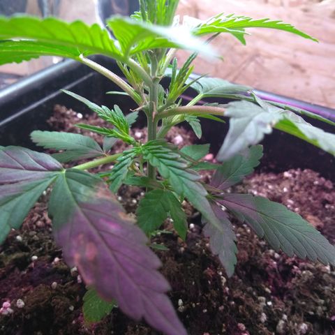 God Killa growlog timeline photo