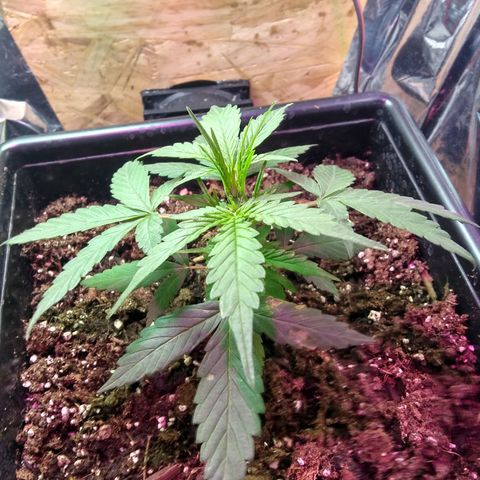 God Killa growlog timeline photo