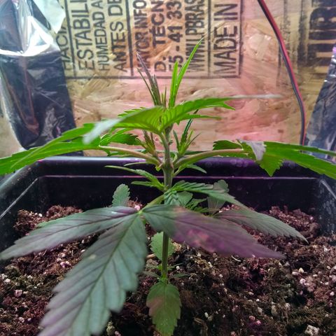 God Killa growlog timeline photo