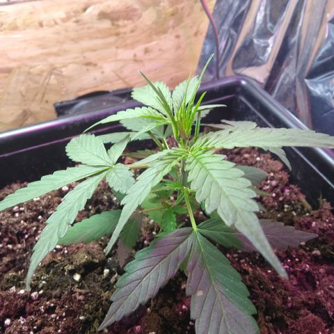 God Killa growlog timeline photo