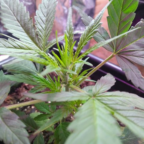 God Killa growlog timeline photo