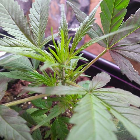 God Killa growlog timeline photo