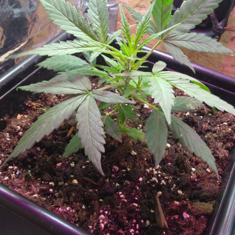 God Killa growlog timeline photo