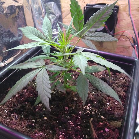 God Killa growlog timeline photo