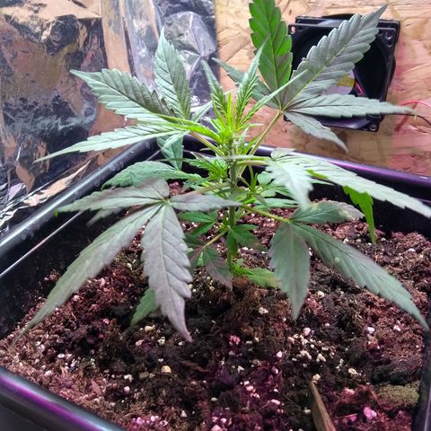 God Killa growlog timeline photo