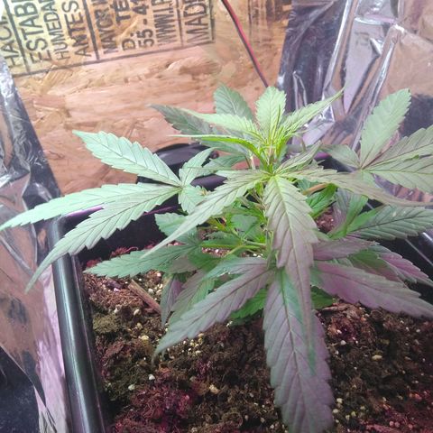 God Killa growlog timeline photo