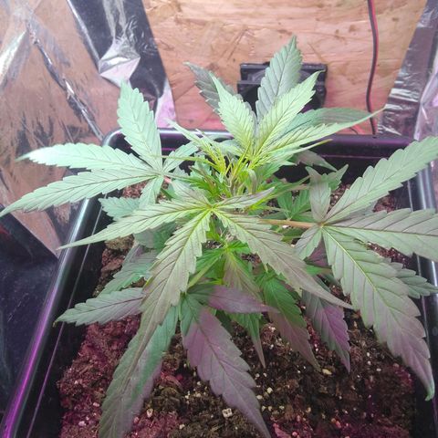 God Killa growlog timeline photo