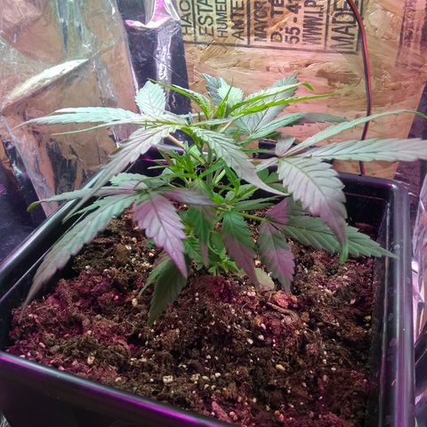 God Killa growlog timeline photo