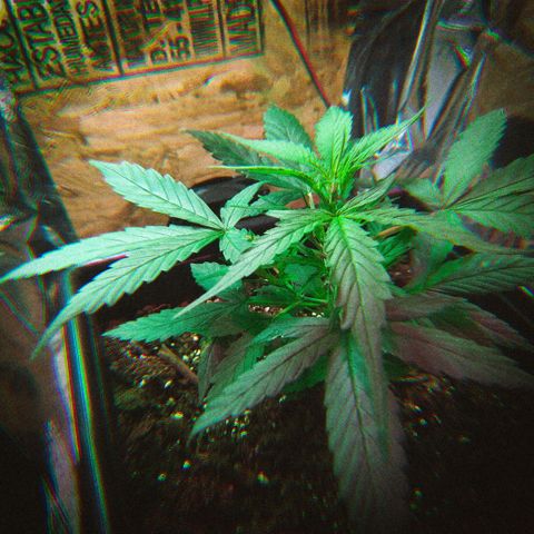 God Killa growlog timeline photo