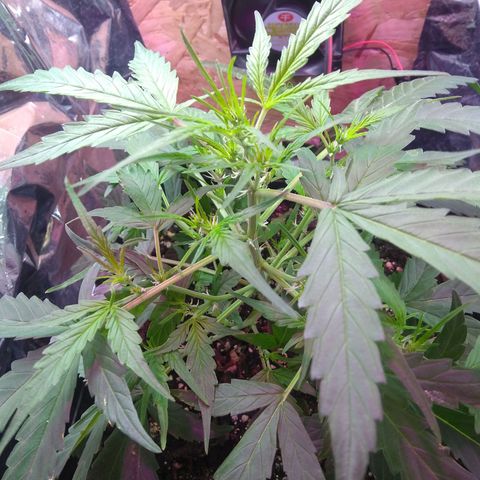 God Killa growlog timeline photo