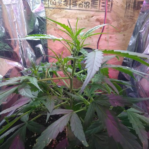 God Killa growlog timeline photo