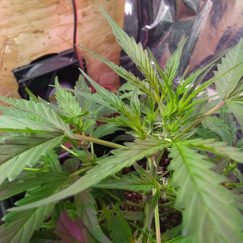 God Killa growlog timeline photo