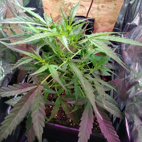 God Killa growlog timeline photo