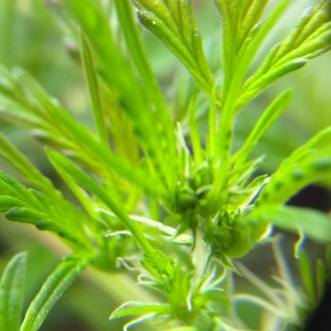 God Killa growlog timeline photo