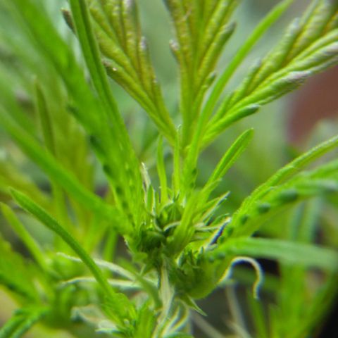 God Killa growlog timeline photo