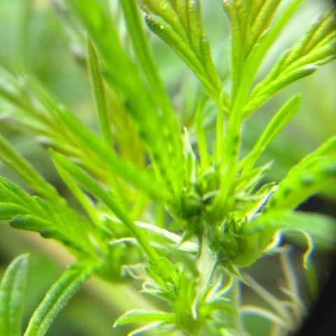 God Killa growlog timeline photo
