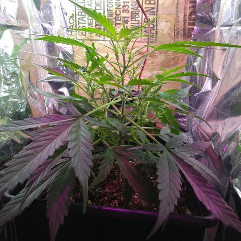 God Killa growlog timeline photo
