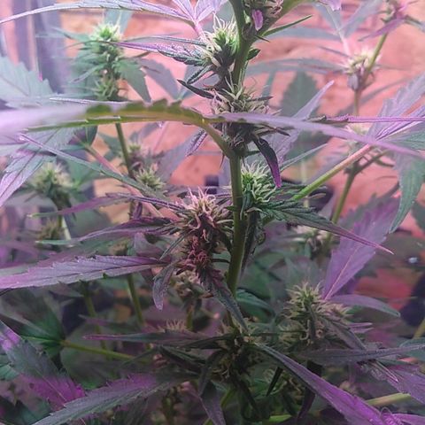 God Killa growlog timeline photo