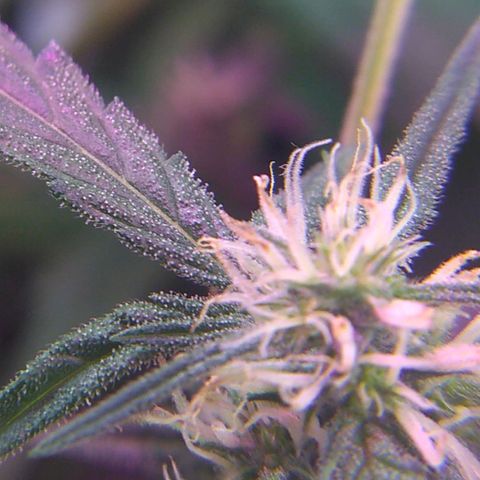 God Killa growlog timeline photo
