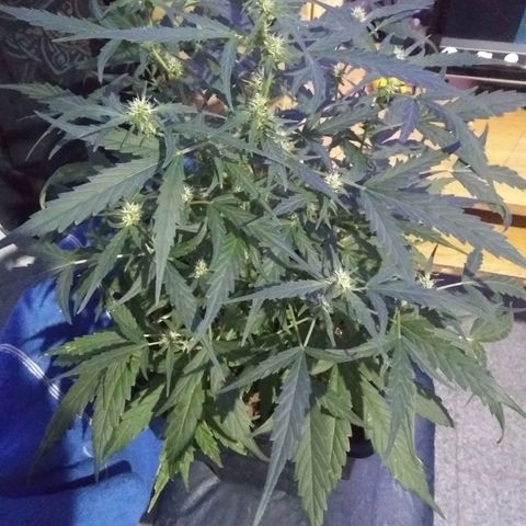 God Killa growlog timeline photo