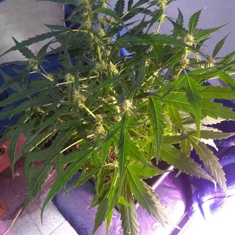 God Killa growlog timeline photo