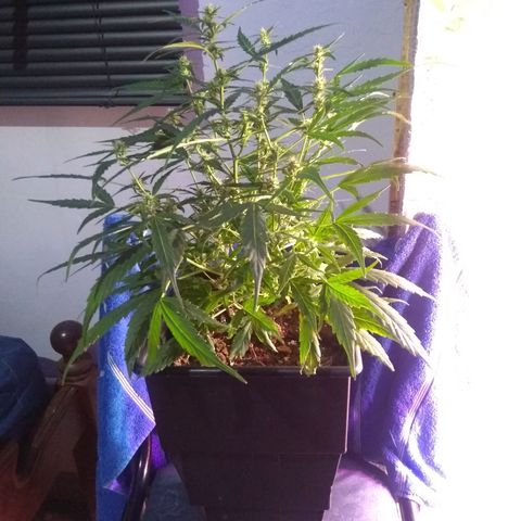 God Killa growlog timeline photo