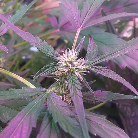 God Killa growlog timeline photo