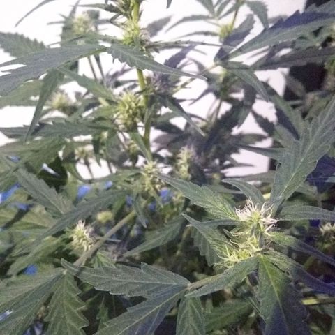 God Killa growlog timeline photo