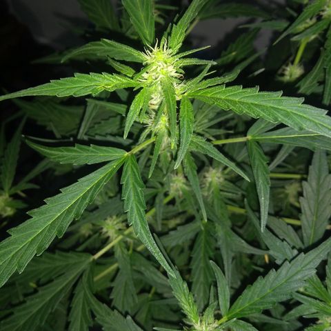 God Killa growlog timeline photo