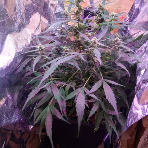 God Killa growlog timeline photo