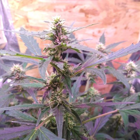 God Killa growlog timeline photo