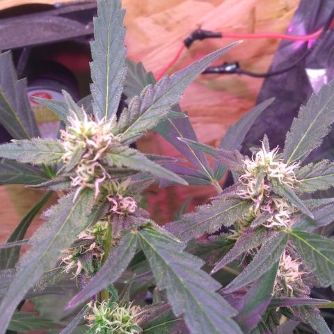 God Killa growlog timeline photo