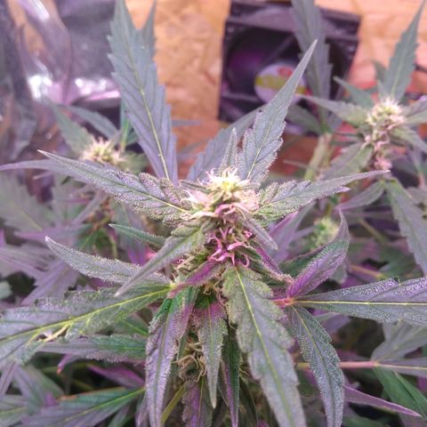 God Killa growlog timeline photo