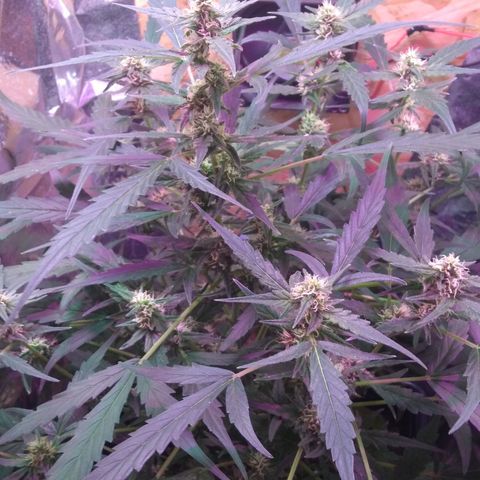 God Killa growlog timeline photo