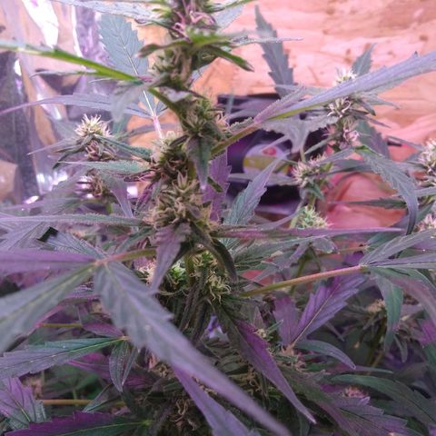 God Killa growlog timeline photo