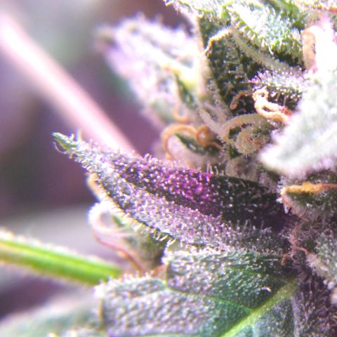God Killa growlog photo: Ultimos dias al fin... Un sueño cumplido en medio de una fria tormenta 