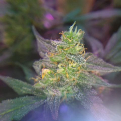 God Killa growlog photo: Ultimos dias al fin... Un sueño cumplido en medio de una fria tormenta 