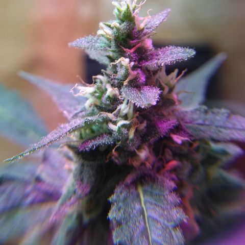 God Killa growlog photo: Ultimos dias al fin... Un sueño cumplido en medio de una fria tormenta 