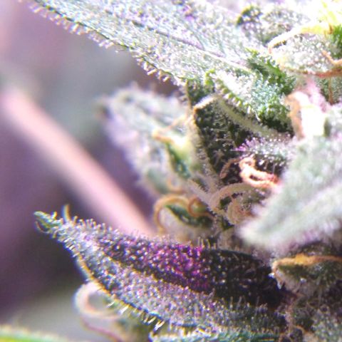 God Killa growlog photo: Ultimos dias al fin... Un sueño cumplido en medio de una fria tormenta 