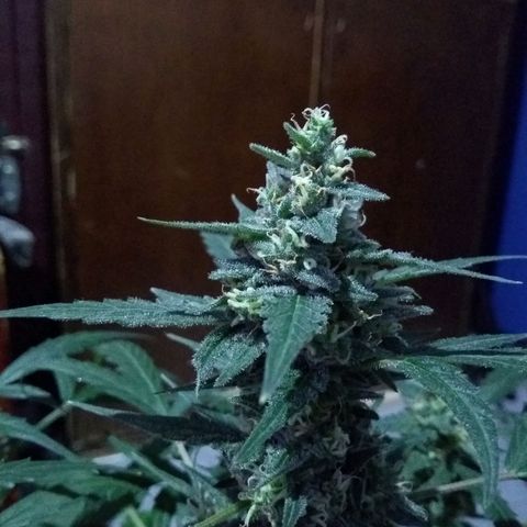 God Killa growlog photo: Ultimos dias al fin... Un sueño cumplido en medio de una fria tormenta 