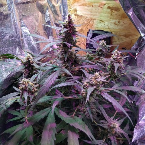 God Killa growlog photo: Ultimos dias al fin... Un sueño cumplido en medio de una fria tormenta 