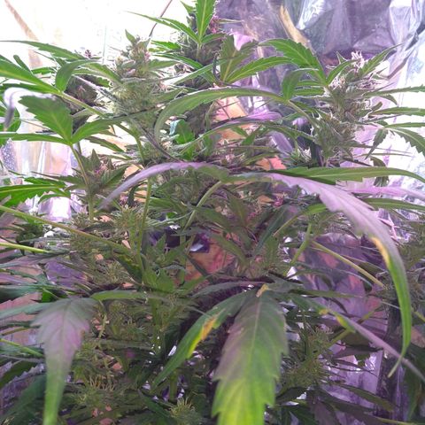 God Killa growlog photo: Ultimos dias al fin... Un sueño cumplido en medio de una fria tormenta 