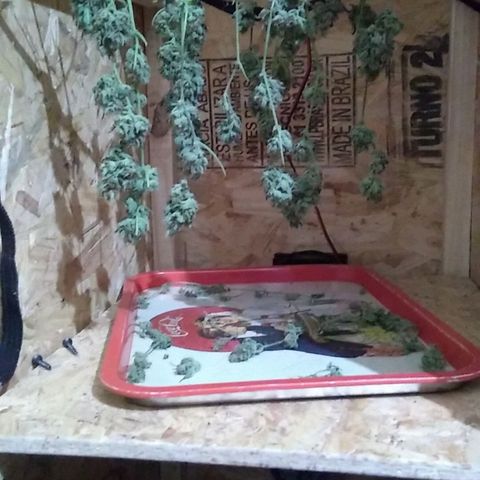 God Killa growlog timeline photo
