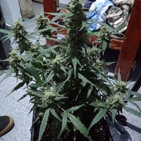God Killa growlog timeline photo