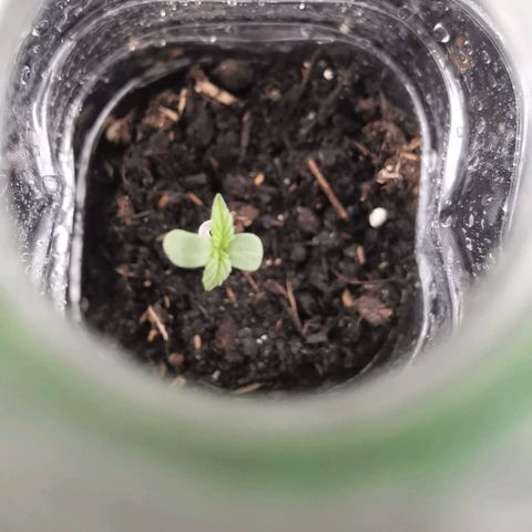 Apple fritter auto 8l growlog timeline photo